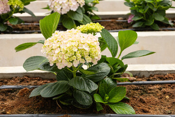 Hydrangea Avantgarde in the garden