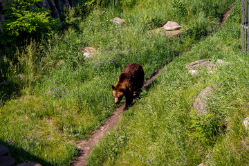 Brown Bear in Grass. Wildlife Animals. Nature and Zoo Photography. Summer. Sunny Day. Animal in Motion.
