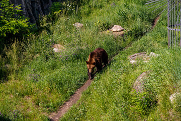 Brown Bear in Grass. Wildlife Animals. Nature and Zoo Photography. Summer. Sunny Day. Animal in Motion.
