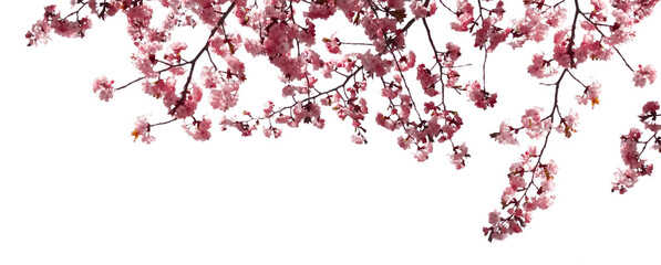 Sakura Cherry Blossom Branches