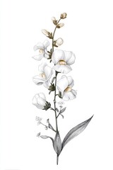 Elegant White Orchid Flower Illustration on a Clean Background