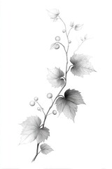 Black and White Illustration of Grapevine with Leaves and Berries