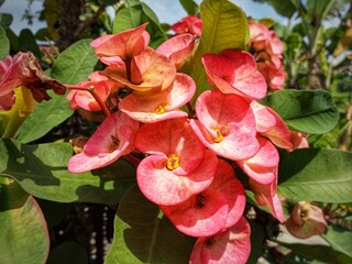 Close-up of a vibrant pink Euphorbia milii flower with spotted petals, capturing its vivid color...