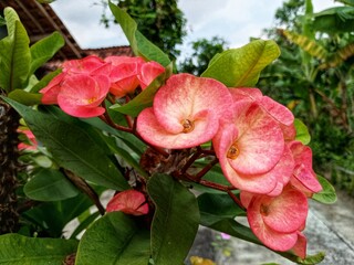 Close-up of a vibrant pink Euphorbia milii flower with spotted petals, capturing its vivid color...