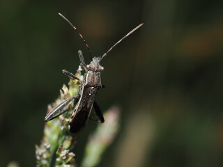 Hemíptero, específicamente un Camptopus lateralis, que pertenece a la familia Alydidae