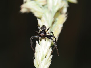 Synema globosum, también conocida como araña Napoleón, o una Xysticus croceus, una araña cangrejo de suelo.
