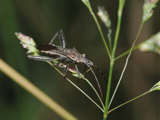 Hemíptero, específicamente un Camptopus lateralis, que pertenece a la familia Alydidae