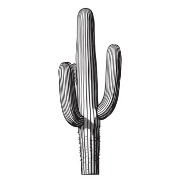Detailed black and white line art illustration of a tall saguro cactus plant