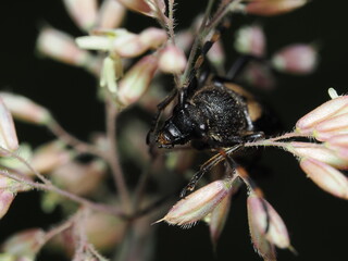 Cantharidae, comúnmente conocidos como escarabajos soldado