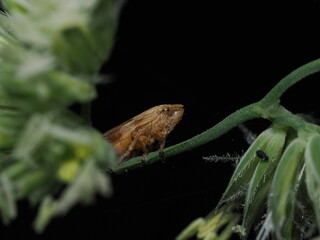 cigarra espumadora (Philaenus spumarius)