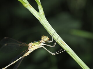 Caballito del diablo del género Lestes