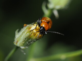 Aphthona, una clase de escarabajos de la familia Chrysomelidae