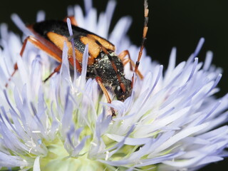 escarabajo longicornio, específicamente Strangalia attenuata, también conocido como escarabajo de...