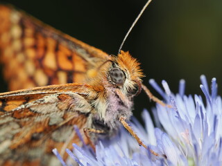 Mariposa Doncella de la madreselva (Euphydryas aurinia), también conocida como Doncella de ondas...