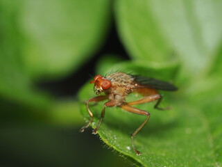 Mosca amarilla del estiércol (Scathophaga stercoraria)
