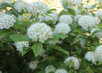  bush of the pemphigus viburnum (Physocarpus opulifolius)  blooms in summer with white flowers                           