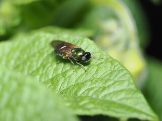 Chloromyia formosa, también conocida como mosca soldado verde