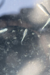 Medaka fish in aquarium