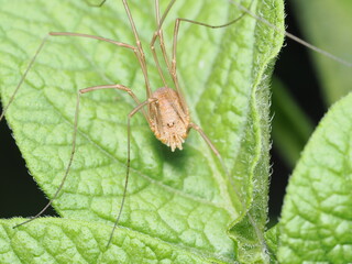 Opilio parietinus, también conocido como opilión común o segador