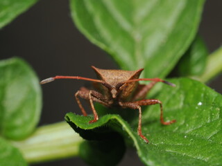 Coreus marginatus, también conocido como chinche de las calabazas o chinche hedionda