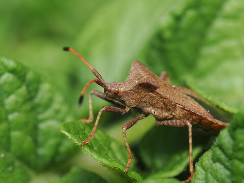 Coreus marginatus, tambi&eacute;n conocido como chinche de las calabazas o chinche hedionda