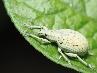 Curculionoideo, también conocido como gorgojo o picudo