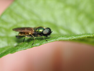 Chloromyia formosa, también conocida como mosca soldado verde