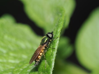 Chloromyia formosa, también conocida como mosca soldado verde