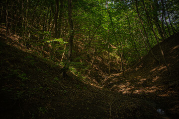 Obraz premium Shady Forest Ravine with Sunlight Filtering Through Trees