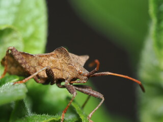 Coreus marginatus, también conocido como chinche de las calabazas o chinche hedionda
