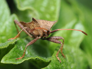 Coreus marginatus, también conocido como chinche de las calabazas o chinche hedionda