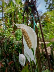 Close-up of a blooming Peace Lily with its white spathe and yellow spadix, standing gracefully among lush green leaves in a serene garden setting.
