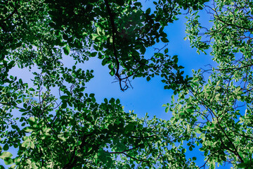 Tree Canopy with Blue Sky View from Below