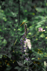 Dragonfly resting on wildflower in summer meadow, close-up macro photo