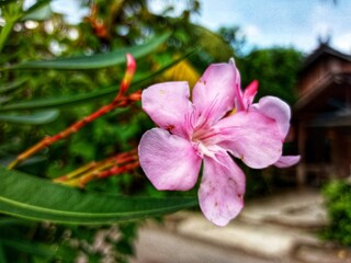 Close-up of a delicate pink oleander flower in full bloom, showcasing its soft petals and vibrant...