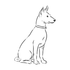 Basenji the dog, vector sketch
