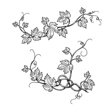 Elegant hand drawn grapevine elements black and white vector illustration for design purposes