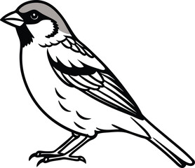 vector illustration of a bird