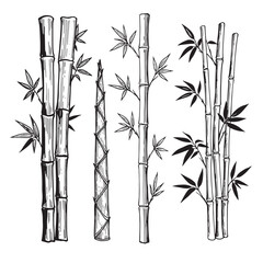 Naklejka premium Hand drawn black and white bamboo plant elements for design and decoration projects