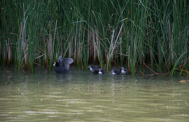 Mother coot leads her chicks through the calm, shallow waters of a reed and wetland. Surrounded by dense green reeds. Intimate wildlife moment captures the natural behavior of a bird family.