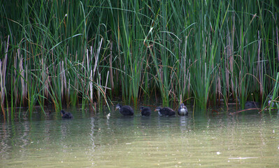 Mother coot leads her chicks through the calm, shallow waters of a reed and wetland. Surrounded by dense green reeds. Intimate wildlife moment captures the natural behavior of a bird family.