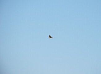 Solitary common tern bird soars gracefully through the clear blue sky, its wings outstretched in mid-flight. Captured in motion, this elegant wild bird embodies freedom, peace, and simplicity.