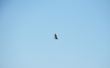 Solitary common tern bird soars gracefully through the clear blue sky, its wings outstretched in mid-flight. Captured in motion, this elegant wild bird embodies freedom, peace, and simplicity.