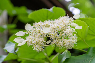 緑葉を背景に咲く額紫陽花の繊細な白い花序