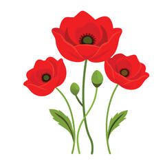 Obraz premium Vibrant red poppy flowers in full bloom vector illustration on a white background