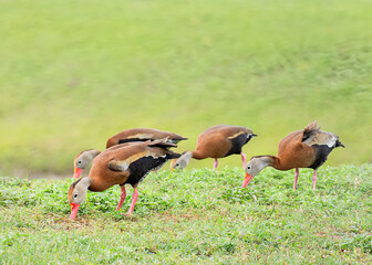 Four black-bellied whistling ducks graze in the grass near a pond. Focus on the front bird, gradually blurring toward the back. Soft green background with room for type. Copy space.