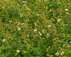 The showy white flowers of Rosa bracteata, the beautiful McCartney Rose Bush. Native to Asia, it is...
