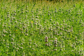 A sunlit meadow is filled with Spotted bee balm, Monarda punctata, and dotted with a few yellow flowers, complemented by golden grasses in the background.