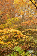 達沢不動滝への遊歩道（福島県）