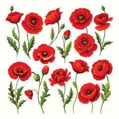 Vibrant red poppy flowers vector illustration isolated on white background for design projects